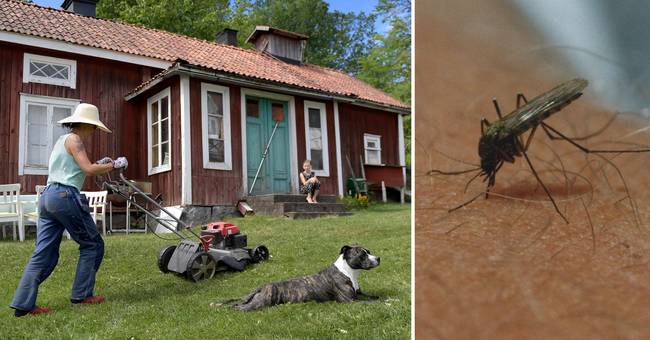 Svenskarna kan tänka sig att spendera tusentals kronor för att slippa myggen